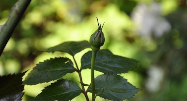Gartenarbeit für deine Website knospen rosen