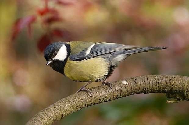 Gartenarbeit für deine Website meise